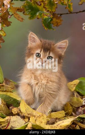 Gatto somalo di 9 settimane con foglie autunnali Foto Stock