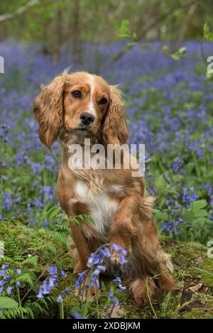 Cane Cocker Spaniel (lavoro) Foto Stock