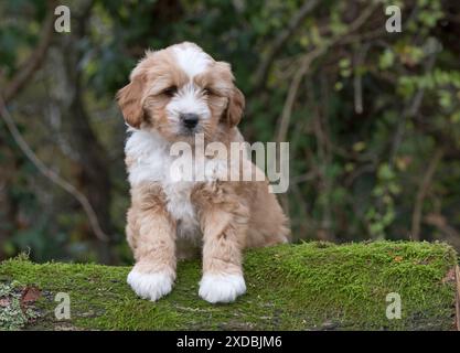 Cane tibetano Terrier cucciolo su un tronco Foto Stock