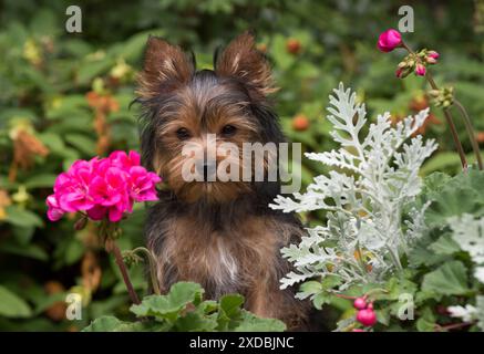 Cane Yorkshire Terrier cucciolo di 9 settimane in fiori Foto Stock