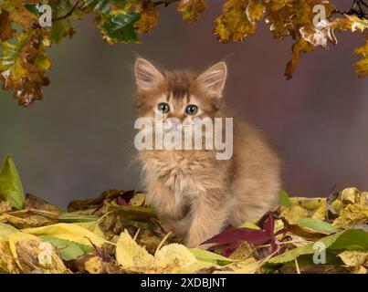 Gatto somalo di 9 settimane con foglie autunnali Foto Stock