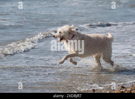 Cane Labradoodle che gioca in mare Foto Stock