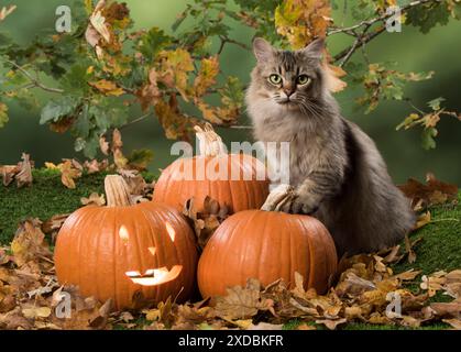 Berretto con punta nera Cat, con zucche Foto Stock