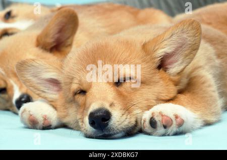 Gallese Corgi Dog - (Pembroke). primo piano addormentato Foto Stock