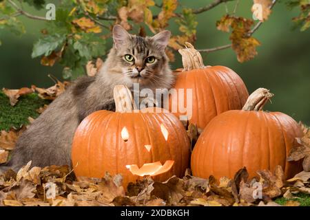 Berretto con punta nera Cat, con zucche Foto Stock