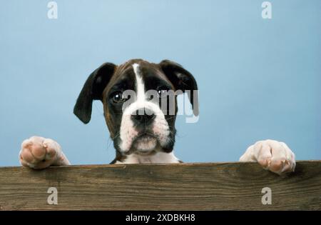 CANE BOXER - GUARDANDO OLTRE LA SPORGENZA Foto Stock