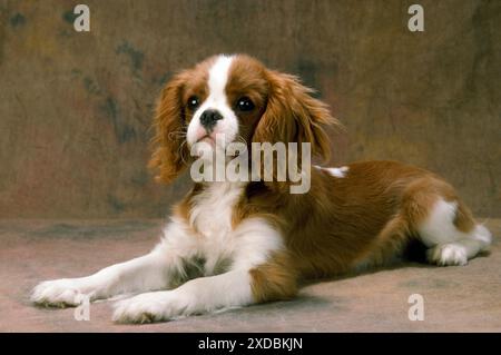 Cavalier King Charles Spaniel Dog - sdraiato Foto Stock
