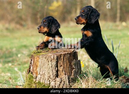 Cane - Gordon Setters - cuccioli Foto Stock