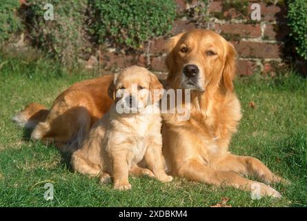 Golden Retriever Dog - con cucciolo Foto Stock