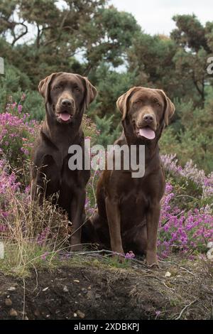 CANE. 2 raccoglitori di cioccolato labrador seduti in Erica Foto Stock