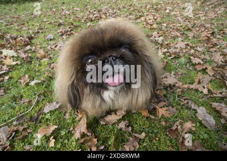 CANE. Pekingese in foglie autunnali, selfie Foto Stock