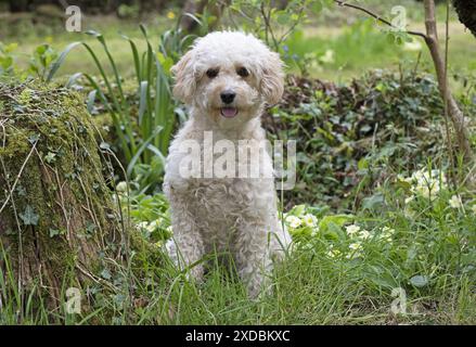 CANE. Cavapoo in un giardino primaverile Foto Stock