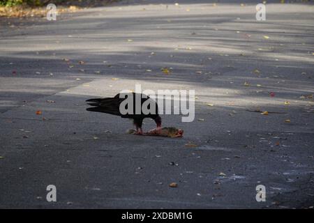 un avvoltoio nero che si nutre di uno scoiattolo per strada a sacramento, california, usa Foto Stock