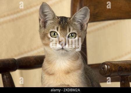 CAT. Tabby asiatico su una sedia Foto Stock