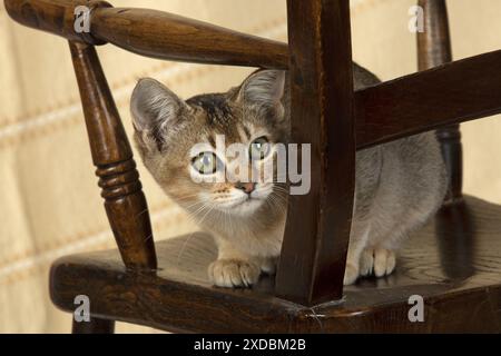 CAT. Tabby asiatico su una sedia Foto Stock