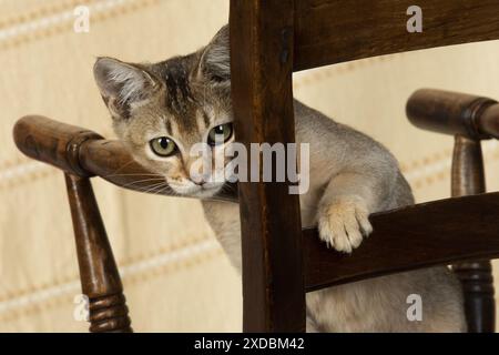 CAT. Tabby asiatico su una sedia Foto Stock