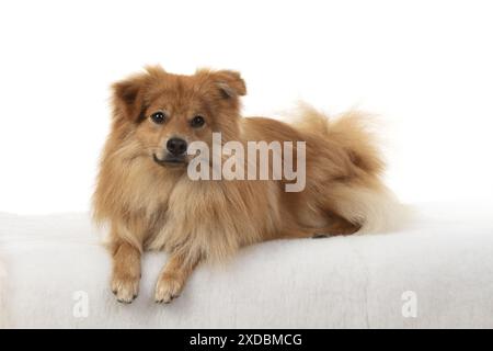 CANE. Pomerania, creazione di studi Foto Stock