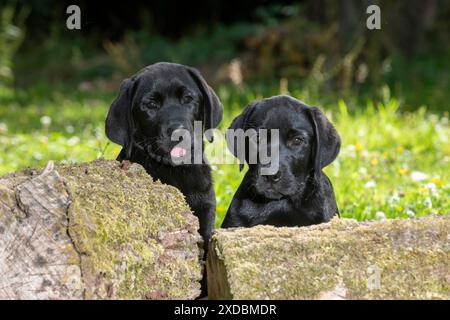 CANE. Zampe di cucciolo di labarador nero (di 10 settimane) Foto Stock