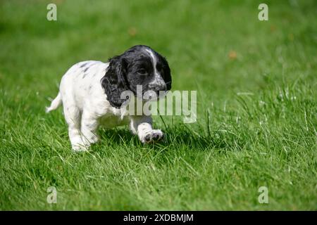 Cane. Cocker Spaniel cucciolo , nero &amp; bianco (7 Foto Stock