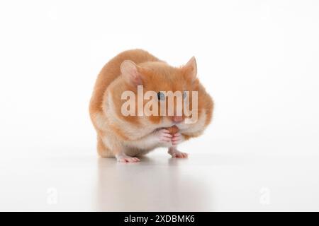 MAMMIFERO. Criceto, mangiando con guance piene di Foto Stock