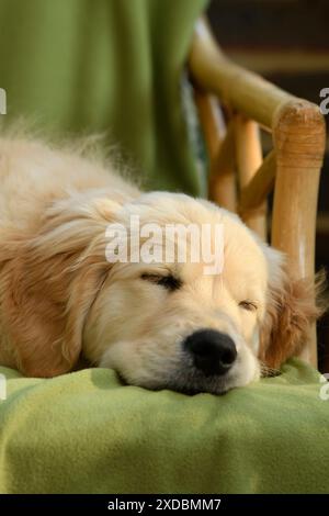 CANE. Cucciolo Golden Retriever (12 settimane) sonnolento Foto Stock