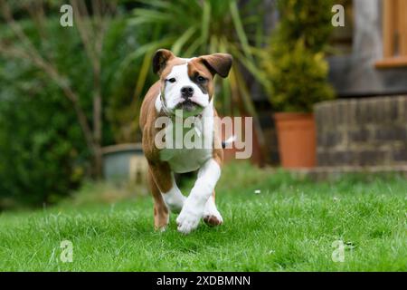 CANE. Razza Bulldog X, cucciolo di 16 settimane che corre alla telecamera Foto Stock