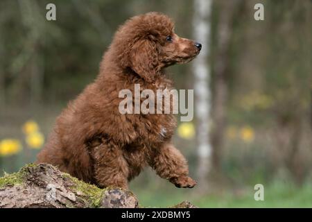 CANE, CUCCIOLO, POODLE, 14 SETTIMANE, CARINO, SU UN ACCESSO MOSSY, IN,. Foto Stock
