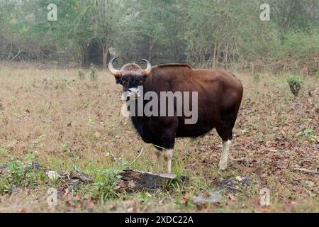 Il gaur - Bos gaurus, anche bisonte indiano, ritratto su sfondo verde, il più grande bovino esistente originario dell'Asia meridionale e del sud-est asiatico, in India. Foto Stock