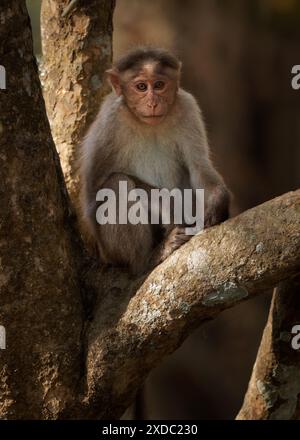 Macaco del cofano - Macaca radiata anche zati, scimmia endemica dell'India meridionale, correlata al macaco resus, arborea diurna e terrestre, seduta Foto Stock