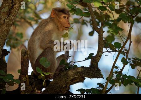 Macaco del cofano - Macaca radiata anche zati, scimmia endemica dell'India meridionale, correlata al macaco resus, arborea diurna e terrestre, seduta Foto Stock