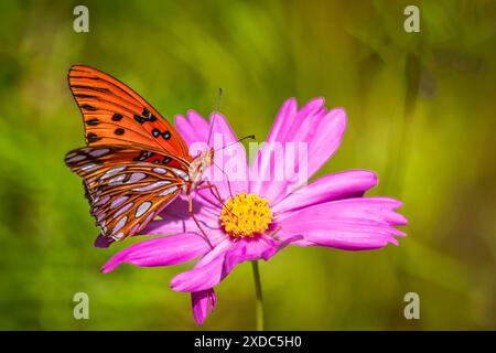 Graziosa farfalla Gulf Fritillary su un fiore di rosa con sfondo verde Foto Stock