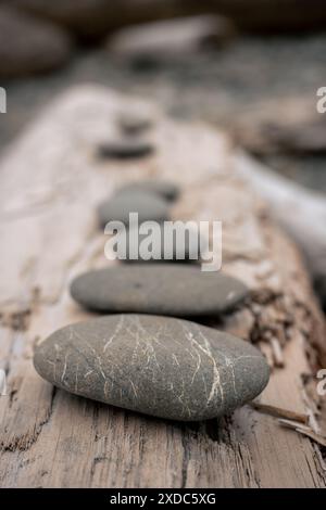 Fila di Smoothed Rocks su Driftwood nell'Olympic National Park Foto Stock