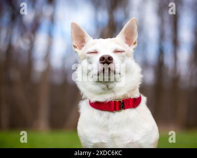 Un cane bianco Chihuahua seduto all'aperto con gli occhi chiusi Foto Stock