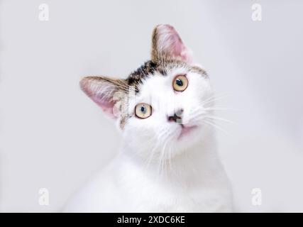 Un gatto shorthair con l'orecchio sinistro rivolto verso la telecamera con un'inclinazione della testa Foto Stock