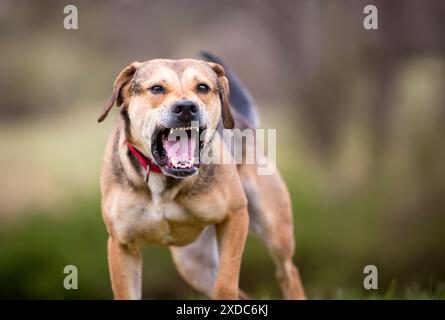 Un cane reattivo di razza mista che abbaiava e abbaiava i denti Foto Stock