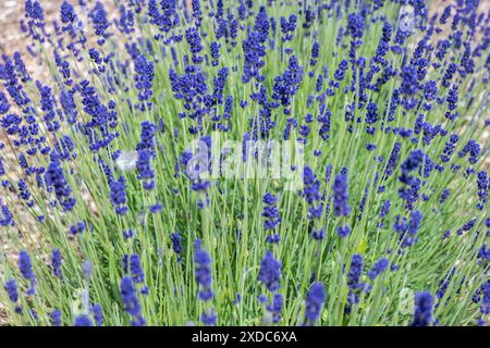 Lavandula angustifolia, alias Imperial Gem Lavender, che cresce in un campo Foto Stock