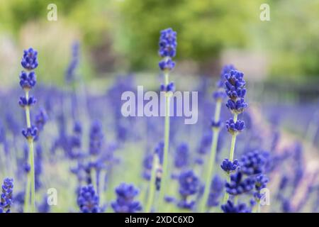 Lavandula angustifolia, alias Imperial Gem Lavender, che cresce in un campo Foto Stock