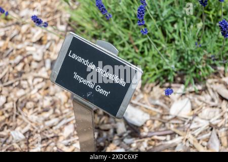 Lavandula angustifolia, alias Imperial Gem Lavender, che cresce in un campo Foto Stock
