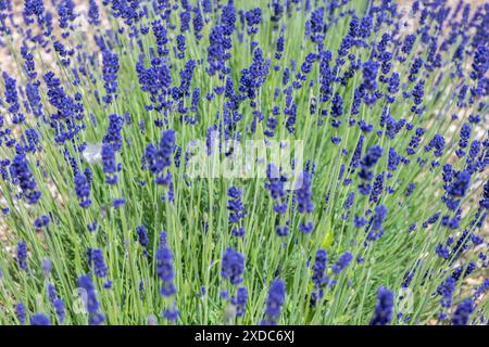 Lavandula angustifolia, alias Imperial Gem Lavender, che cresce in un campo Foto Stock