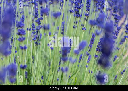 Lavandula angustifolia, alias Imperial Gem Lavender, che cresce in un campo Foto Stock