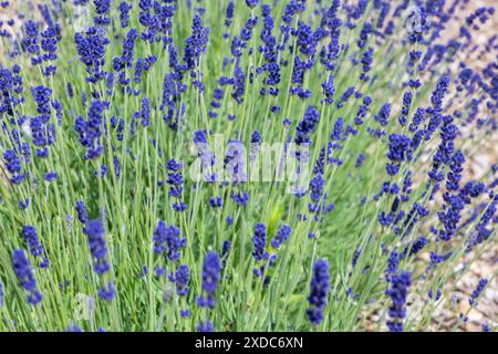 Lavandula angustifolia, alias Imperial Gem Lavender, che cresce in un campo Foto Stock