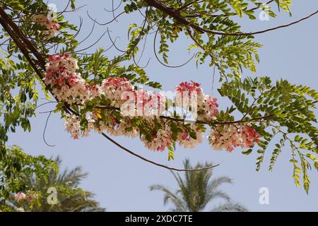 Un albero di doccia rosa in piena fioritura all'inizio di giugno fuori dal complesso del tempio di Karnak a Luxor, Egitto. Foto Stock