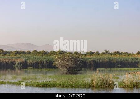 Le egrette si aprono la mattina presto su un cespuglio nelle acque del fiume Nilo con alte colline sullo sfondo vicino a Esna, in Egitto. Foto Stock