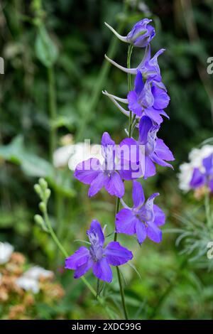 Sperone di cavaliere dubbio (Consolida ajacis = Delphinium ajacis), Ranuncolaceae. Erbe annuali, piante ornamentali, fiori viola. Foto Stock