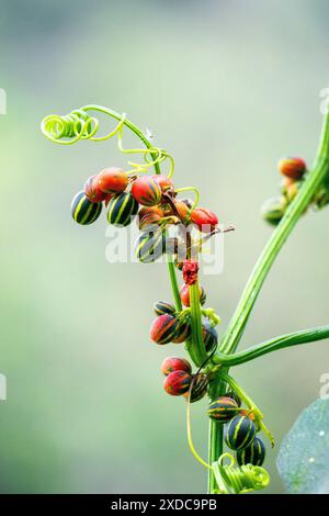 Bryonopsis laciniosa. I brioni sono occasionalmente coltivati in giardini e alcune specie trovano impiego nella medicina erboristica Foto Stock