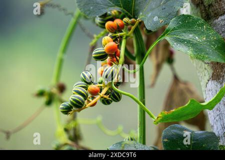 Bryonopsis laciniosa. I brioni sono occasionalmente coltivati in giardini e alcune specie trovano impiego nella medicina erboristica Foto Stock