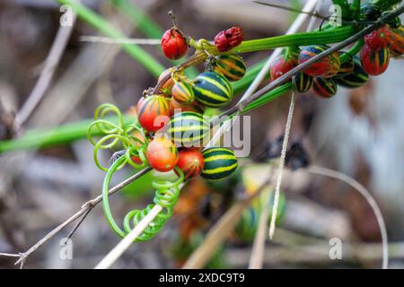 Bryonopsis laciniosa. I brioni sono occasionalmente coltivati in giardini e alcune specie trovano impiego nella medicina erboristica Foto Stock