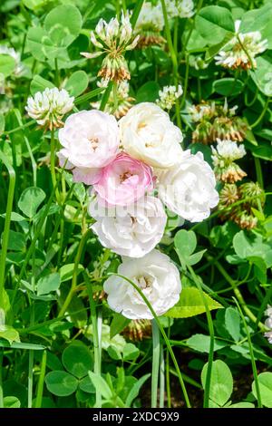 Bellissime cime di rose in fiore bianche e rosa contro il verde fogliame. Una passeggiata nel parco. Foto Stock