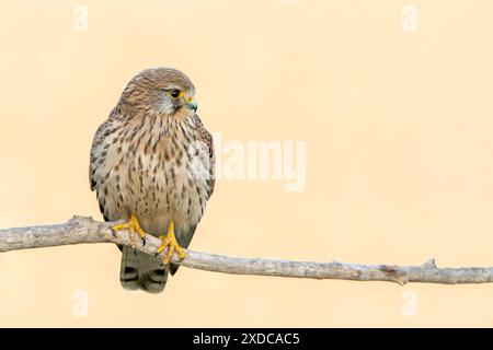 Common Kestrel, Falco tinnunculus, femmina adulta singola arroccata sul ramo d'albero, Hortobagy, Ungheria, 30 aprile 2024 Foto Stock