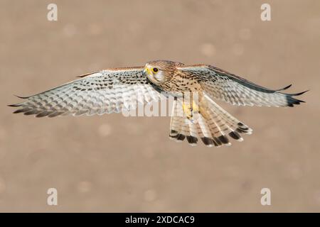 Common Kestrel, Falco tinnunculus, single adult female hovering in flight, Hortobagy, Ungheria, 30 aprile 2024 Foto Stock